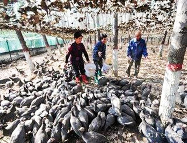 湖南火龙果种植基地_湖南农村火龙果种植致富_湖南种火龙果怎么样