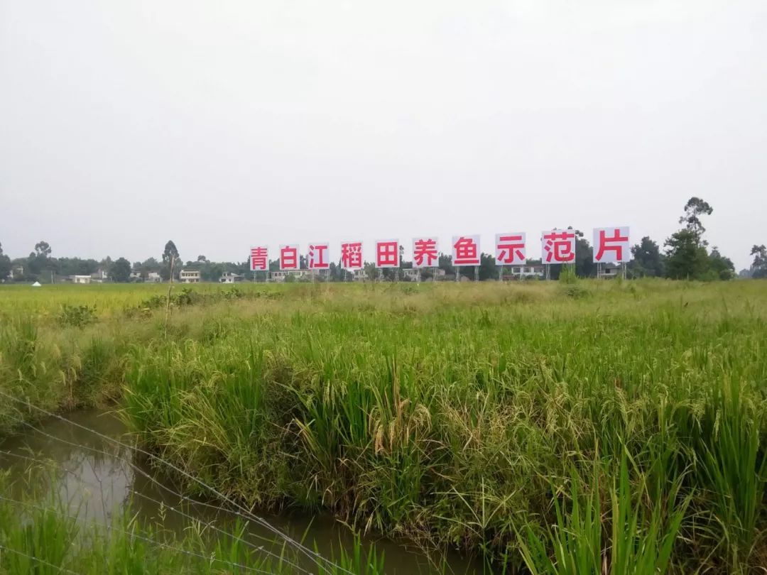 【党旗领航·双百千】青白江区：小小稻田“养出”村民“渔悦”生活