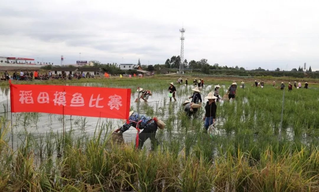 先科巨鲫养殖技术_巨鲫鱼的养殖视频_大鲫鱼养殖