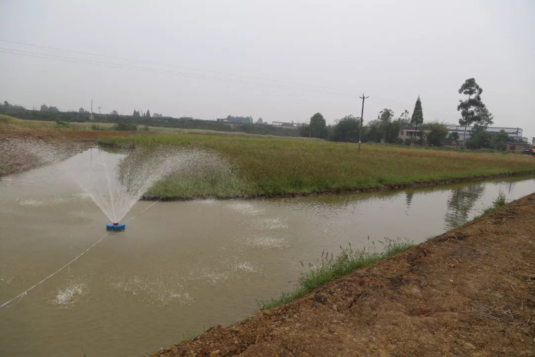 大鲫鱼养殖_巨鲫鱼的养殖视频_先科巨鲫养殖技术