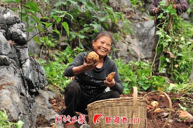 致富石头种植图片_石头怎么种植致富_石头地种植