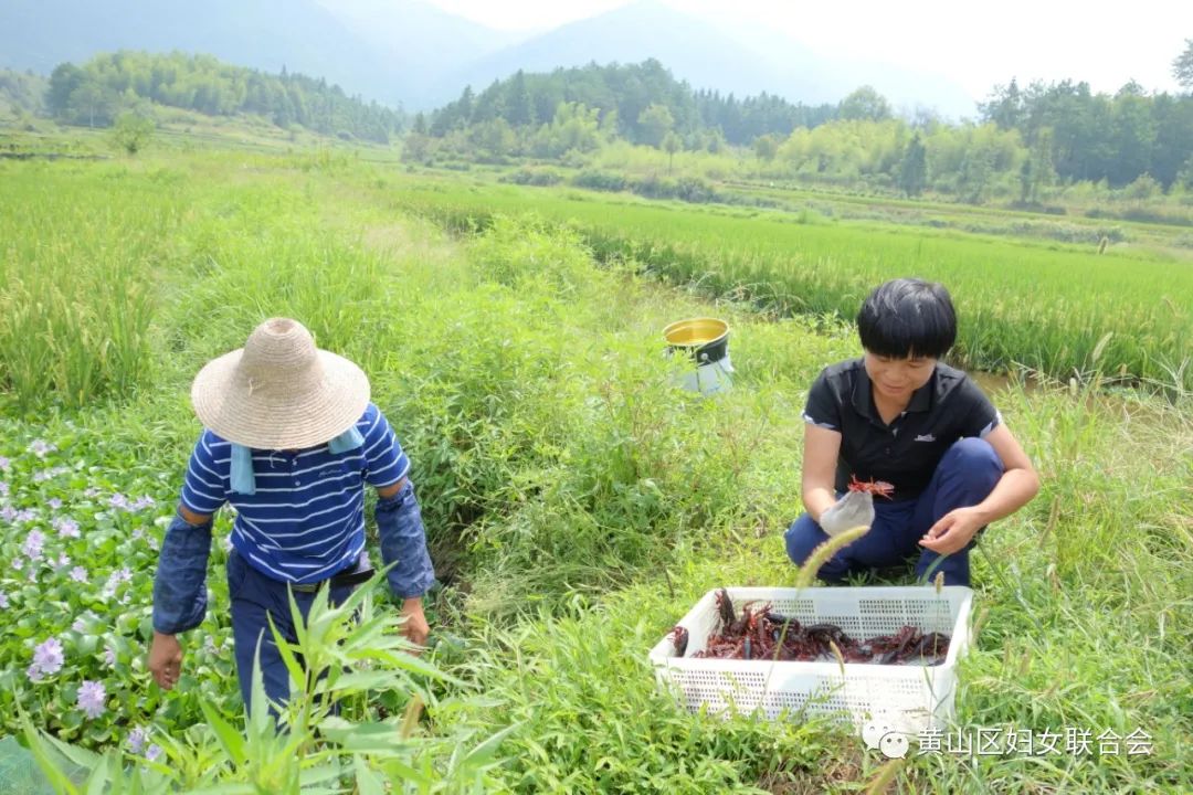 致富经稻田养殖南美白对虾_稻田养对虾技术视频_稻田可以养对虾吗