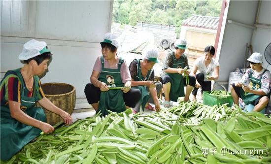 湖南种火龙果怎么样_湖南农村火龙果种植致富_湖南火龙果种植基地