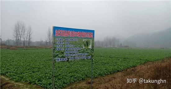 湖南火龙果种植基地_湖南种火龙果怎么样_湖南农村火龙果种植致富