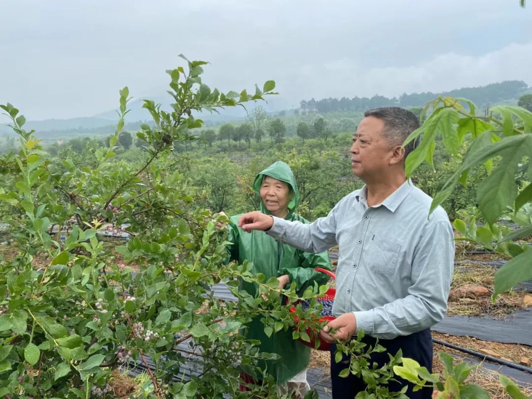 【党旗在乡村振兴一线高高飘扬70】石头寨村：支部建在产业链 走出致富特色路