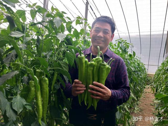 黑辣椒种植成本与利润_黑辣椒种植致富经山东_黑辣椒种植方法