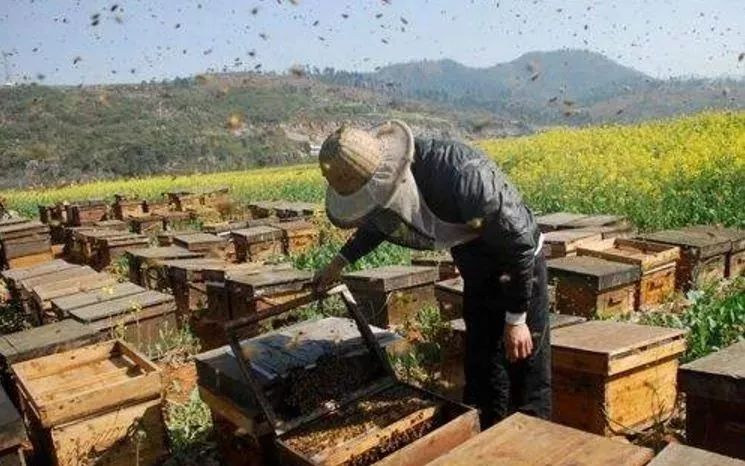 养殖意大利蜜蜂要注意什么（意蜂养殖注意事项）