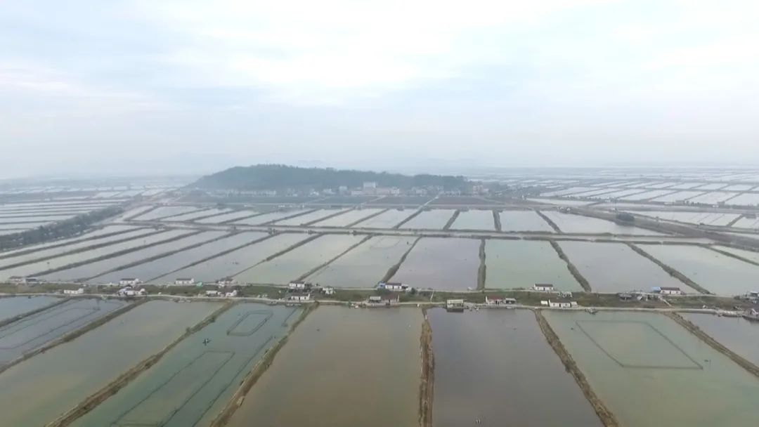 石头怎么种植致富_致富石头种植图片_石头地种植