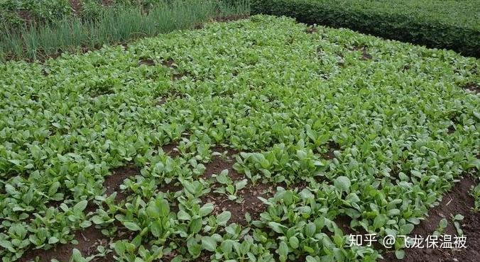 小白菜室内种植技术_白菜室内种植技术小结_白菜室内种植技术小常识