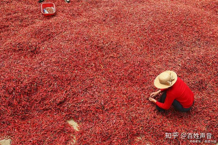 宝丰县李庄乡翟庄村辣椒“映红”致富路