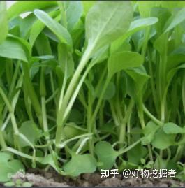 白菜室内种植技术小结_大白菜室内种植_小白菜室内种植技术