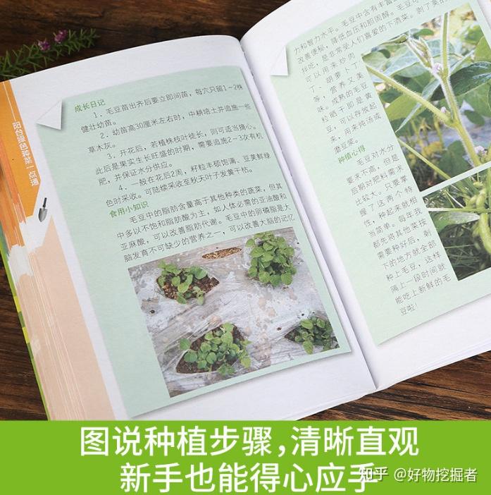 大白菜室内种植_白菜室内种植技术小结_小白菜室内种植技术