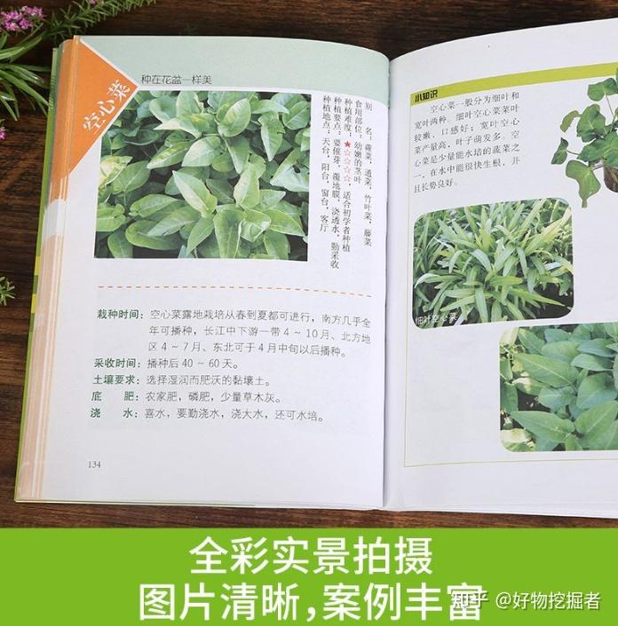 大白菜室内种植_白菜室内种植技术小结_小白菜室内种植技术