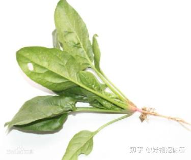 小白菜室内种植技术_白菜室内种植技术小结_大白菜室内种植