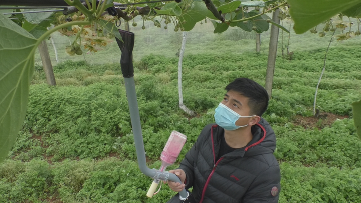 狝猴桃的种植_猘猴桃种植技术_狲猴桃种植技术