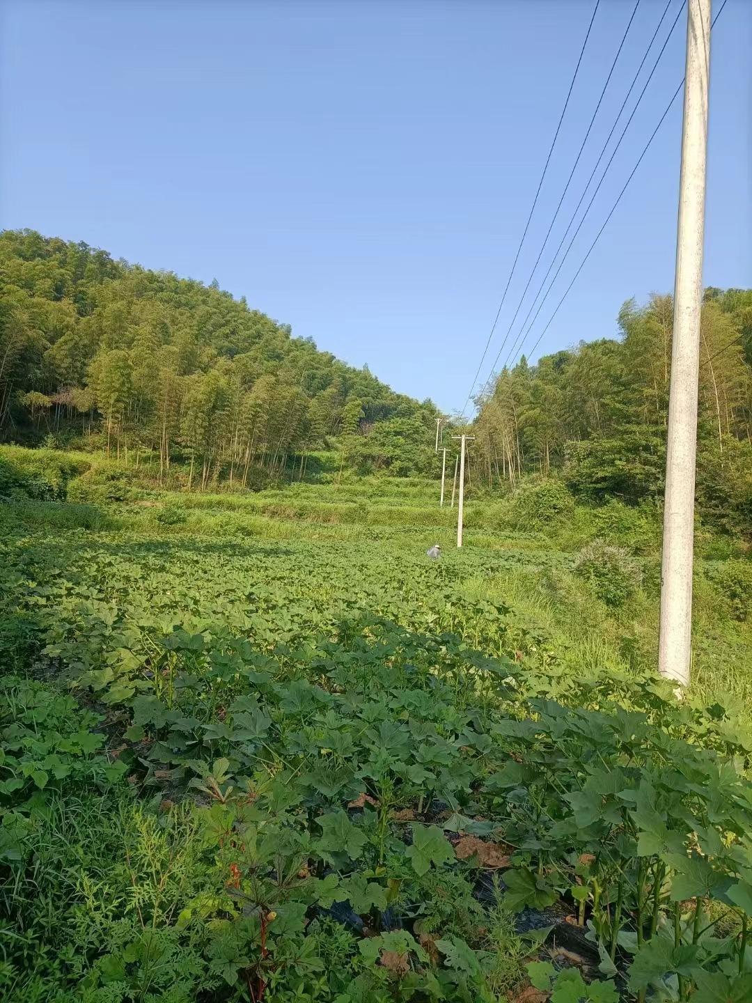 种植秋葵的前景和利润_种植秋葵赚钱吗_致富经种植秋葵致富