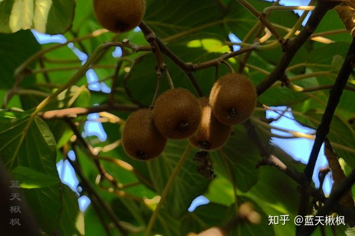 狲猴桃种植技术_猘猴桃种植技术_狝猴桃的种植