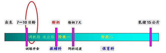 小猪的养殖视频教程_小猪养殖技术视频_小猪养殖技术视频全集