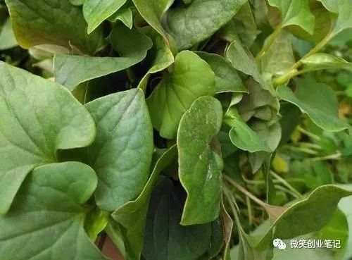 致富种植什么比较赚大钱_种植致富20个好项目_什么叫种植致富