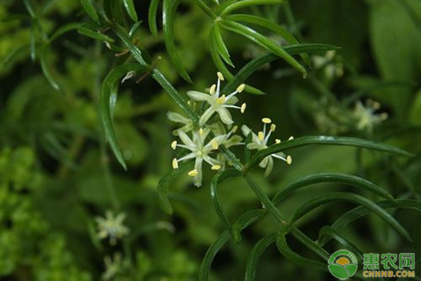 亳州白芨价格行情_亳州白芨种植致富_亳州中药材市场白芨价格