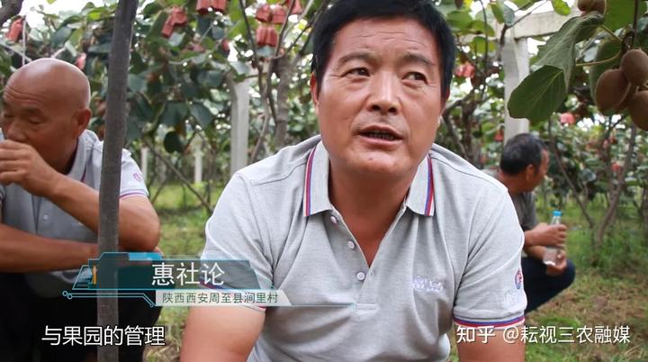 猘猴桃种植技术_种植技术猴桃猘子怎么种_狲猴桃种植技术