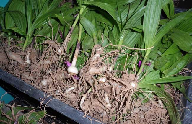 白及种植技术吧_中药材白芨种植_白及育苗技术