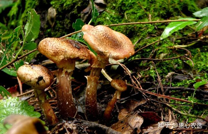 科技苑稻草平菇种植视频_稻花香里种植平菇致富新闻_稻谷做平菇菌种技术