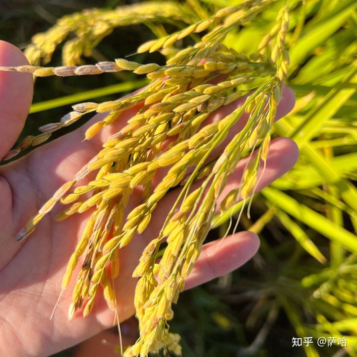 平菇稻草栽培新技术_稻花香里种植平菇致富新闻_稻草种植平菇