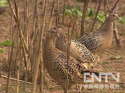 致富经视频养野鸡_养野鸡视频从小到大养_家养野鸡视频