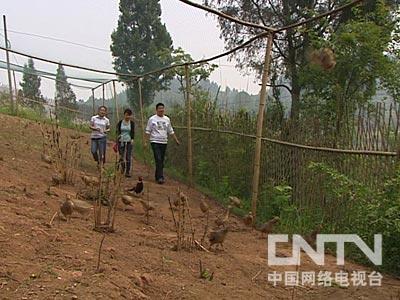 养野鸡视频从小到大养_致富经视频养野鸡_家养野鸡视频