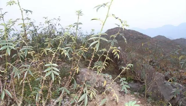 石头山上种“摇钱树”增绿致富，重庆石漠化土地减少12万公顷