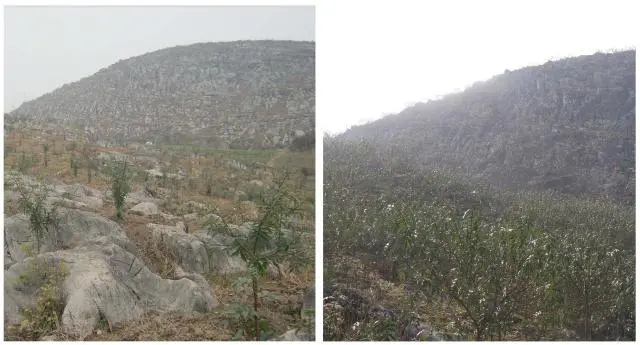 石头地种植_石头怎么种植致富_致富石头种植图片