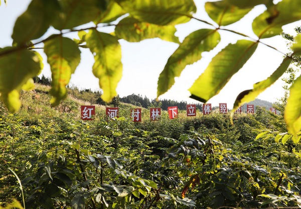 绥阳县红河村：小小五倍子做成致富大产业