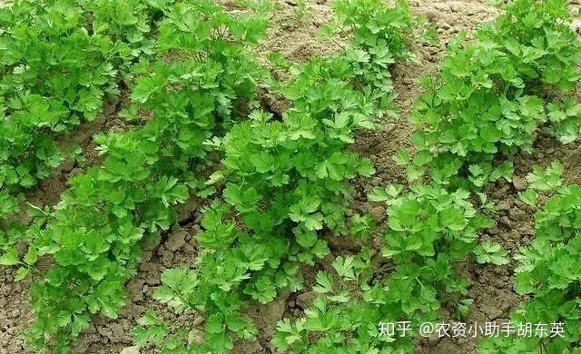 大棚香菜打什么叶面肥长得快？香菜用什么肥料产量高？香菜专用肥料根小子！