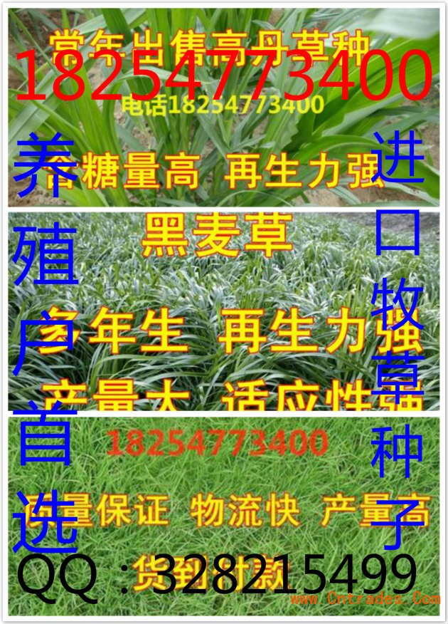 东北农民种植致富_东北农村致富项目种植_一个东北农民的种植转型记