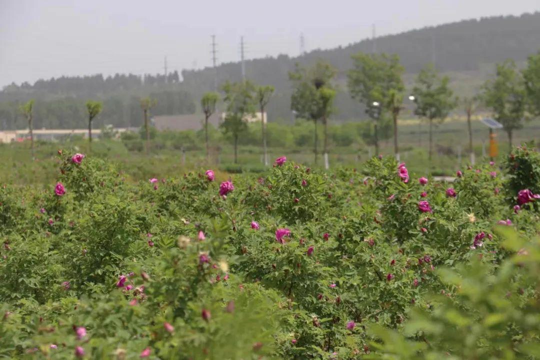 陕西花卉种植致富_适合陕西地区种的花卉_陕西本地花卉