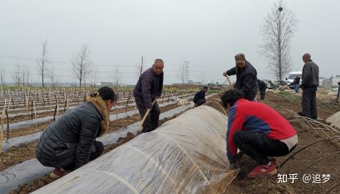 黑辣椒种植致富经山东_黑辣椒种子基地联系电话_黑辣椒种植成本与利润