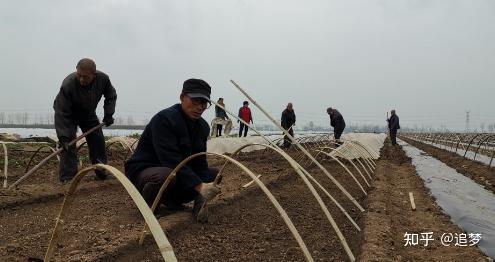 黑辣椒种子基地联系电话_黑辣椒种植成本与利润_黑辣椒种植致富经山东