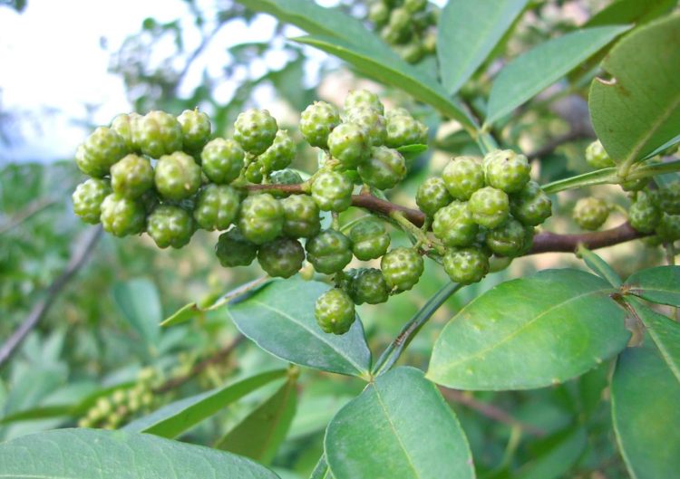 花椒种植赚钱吗_花椒种植技术视频_致富经花椒种植视频