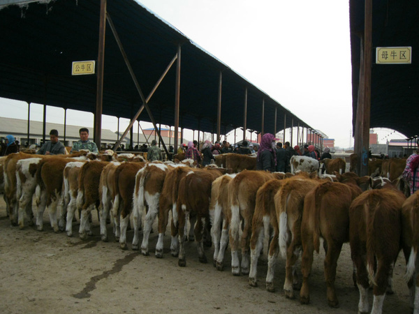 甘肃通渭肉牛养殖大户托起致富半边天