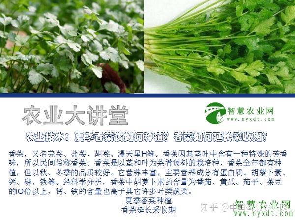 农业技术：夏季香菜该如何种植？香菜如何延长采收期？