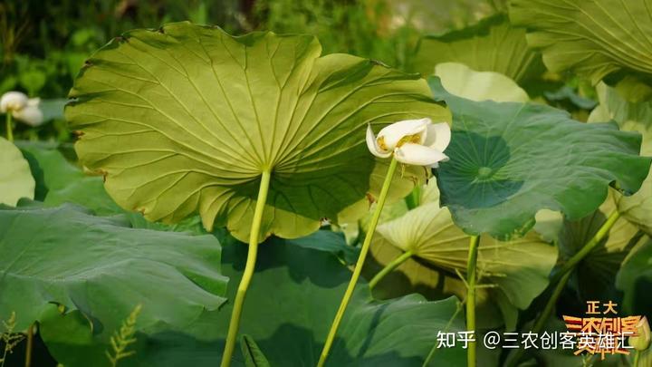 种植阳荷致富_致富经阳荷种植技术_农村致富种植