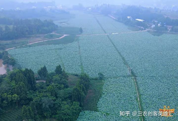 致富经阳荷种植技术_种植阳荷致富_农村致富种植