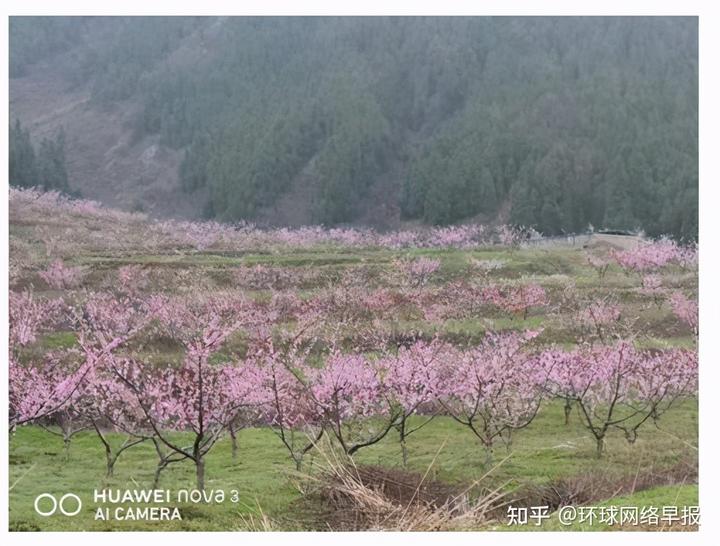 致富经种冬桃_种植桃致富_桃树种植增收致富