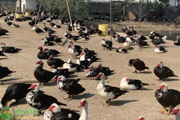 黄鳝养殖业技术_养殖业黄鳝技术规范_养殖黄鳝技术视频