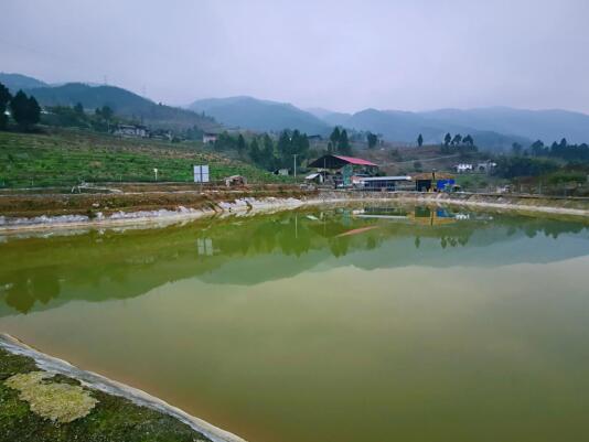 养殖泥鳅用什么饲料_泥鳅养殖设备家里用的_致富经用猪粪养泥鳅