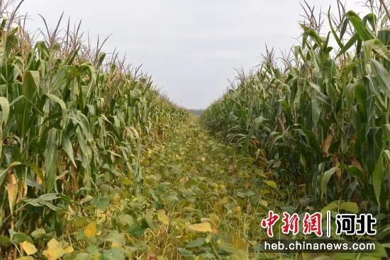 适合河北种植的高产玉米_致富经河北种植玉米_适合河北种植的高产玉米种子