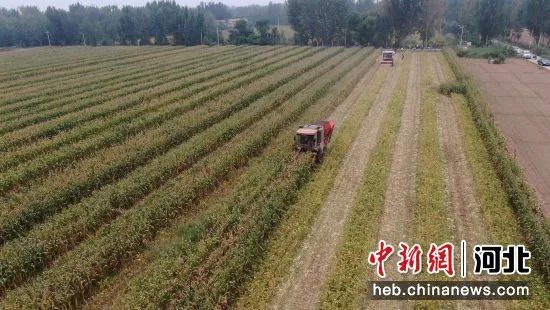 致富经河北种植玉米_适合河北种植的高产玉米_适合河北种植的高产玉米种子