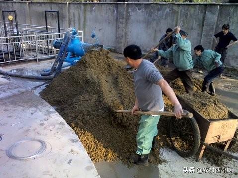 致富经用猪粪养泥鳅_猪粪养泥鳅技术_农村养殖泥鳅