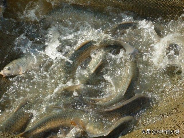 猪粪养泥鳅技术_致富经用猪粪养泥鳅_农村养殖泥鳅